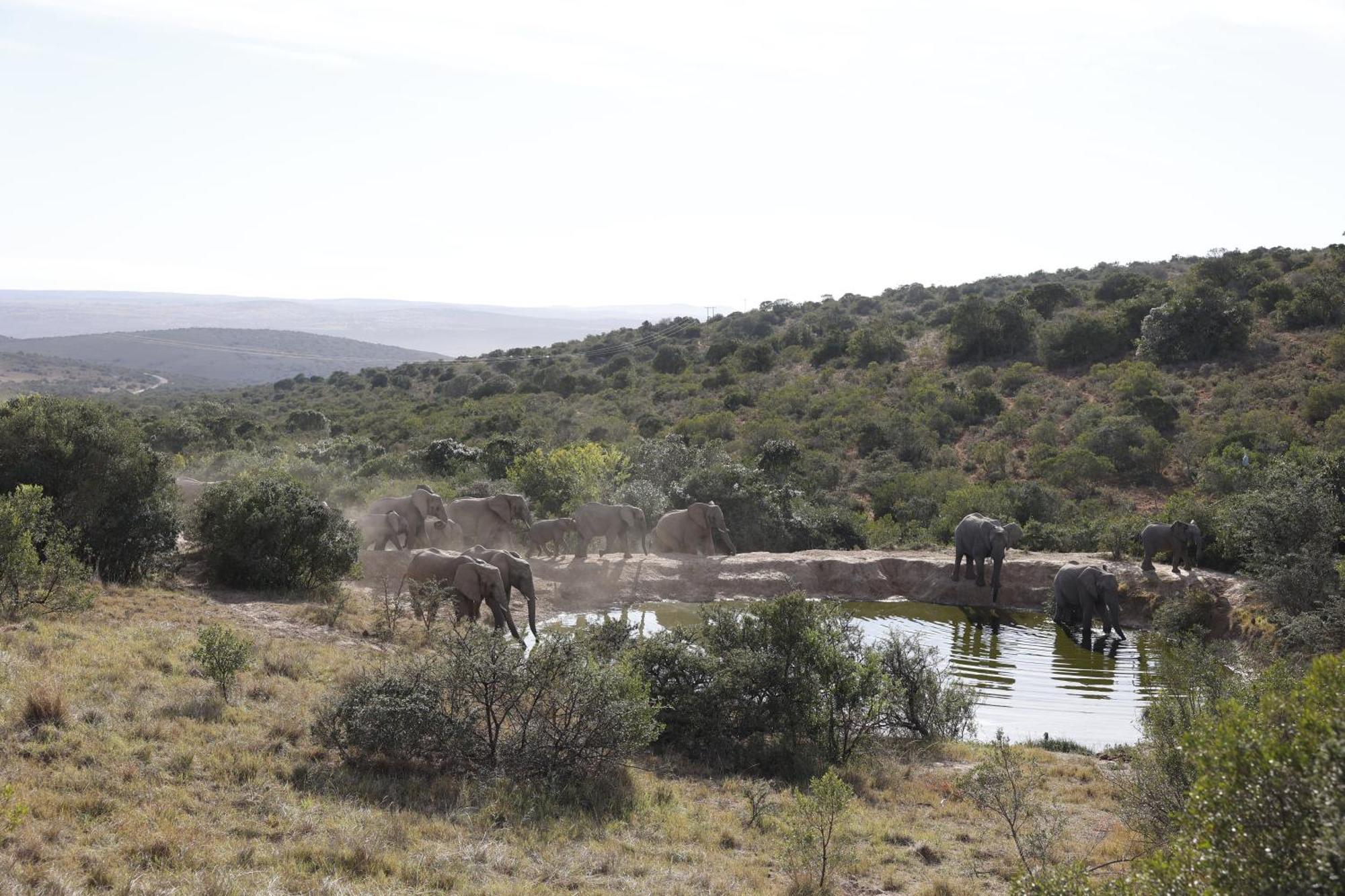 Bukela Game Lodge - Reserva de Amakhala Exterior foto
