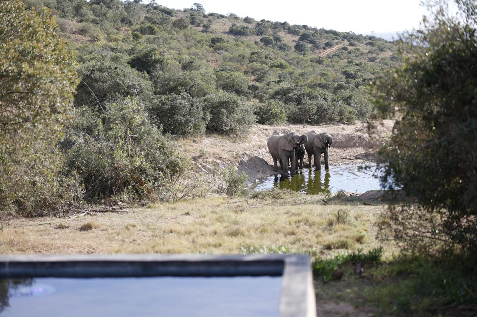Bukela Game Lodge - Reserva de Amakhala Exterior foto